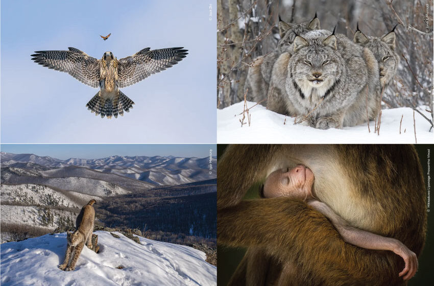  Wildlife Photographer of the Year Exhibition Opens in Istanbul